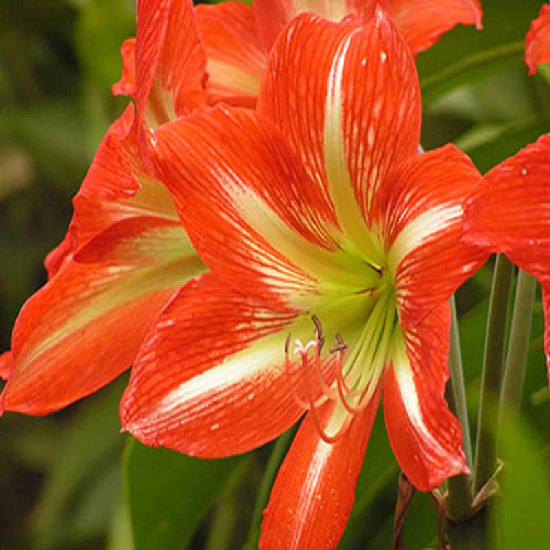 Red Green Amaryllis Flower Seeds for Planting – Heirloom, Non-GMO, Drought Tolerant High Germination Seeds