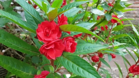 Impatiens Carousel Flower Seeds for Planting – Shade Tolerant, Heirloom, Non-GMO, High Germination