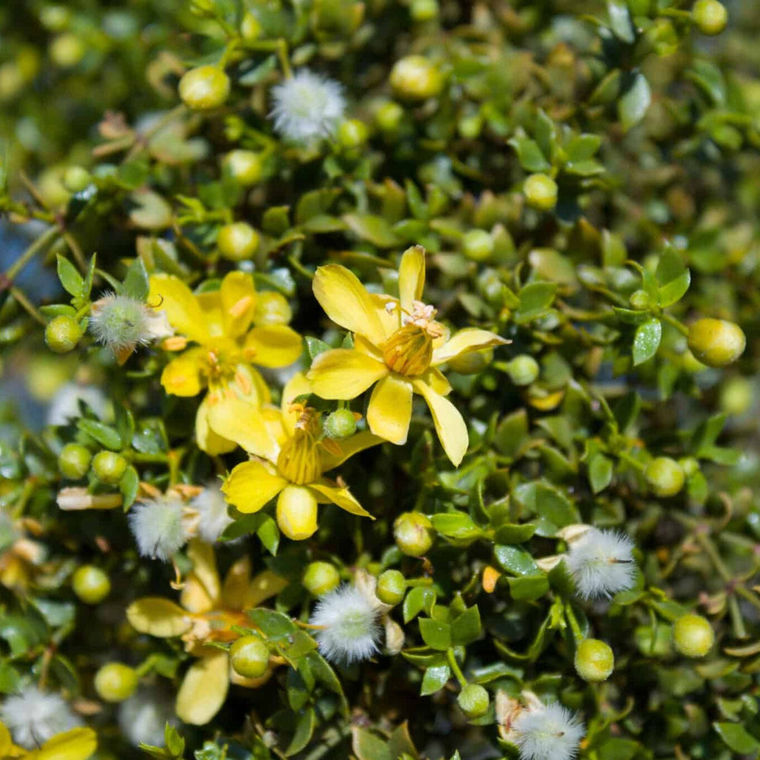 Flower Seeds, Seeds,Seeds For Planting,Plant Seeds