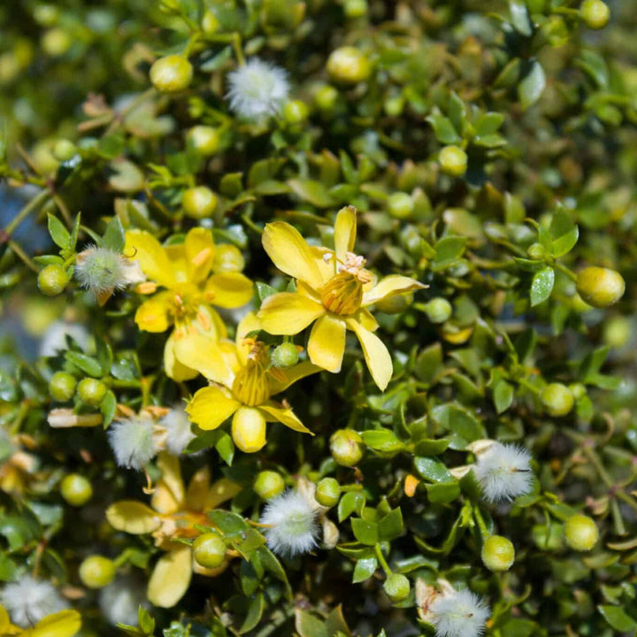 Flower Seeds, Seeds,Seeds For Planting,Plant Seeds
