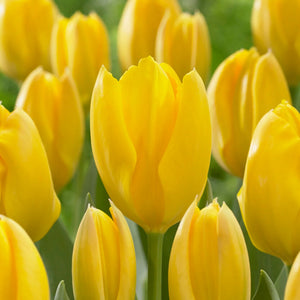 Flower Seeds, Seeds,Seeds For Planting,Plant Seeds