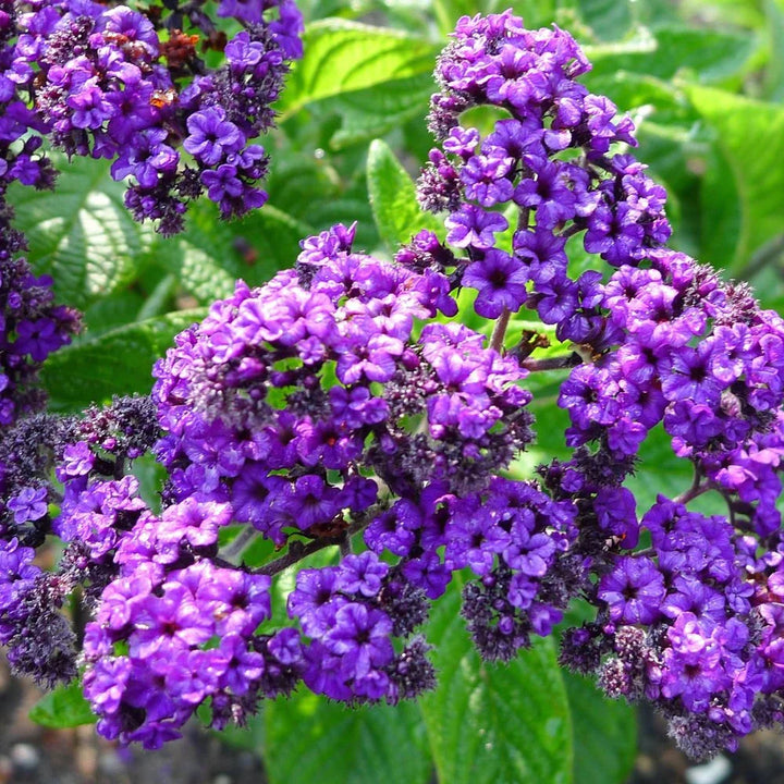 Flower Seeds, Seeds,Seeds For Planting,Plant Seeds