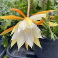 Epiphyllum Anguligar Seeds – Heirloom, Non-GMO, Sun Loving