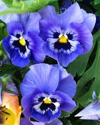 Flower Seeds, Seeds,Seeds For Planting,Plant Seeds