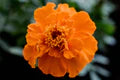Orange Carnations Flower Seeds for Planting – Heirloom, Non-GMO Shade-Tolerant Organic Garden Seeds
