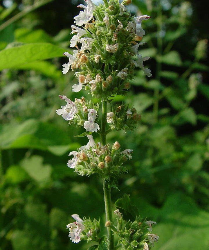 Heirloom Non-GMO Catnip Nepeta Flower Seeds for Garden Planting – Aromatic Herb for Pollinators