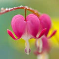 Bleeding Heart Flower Seeds for Planting – Heirloom, Non-GMO, Wildflower Mix Garden Seeds