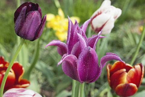 Flower Seeds, Seeds,Seeds For Planting,Plant Seeds