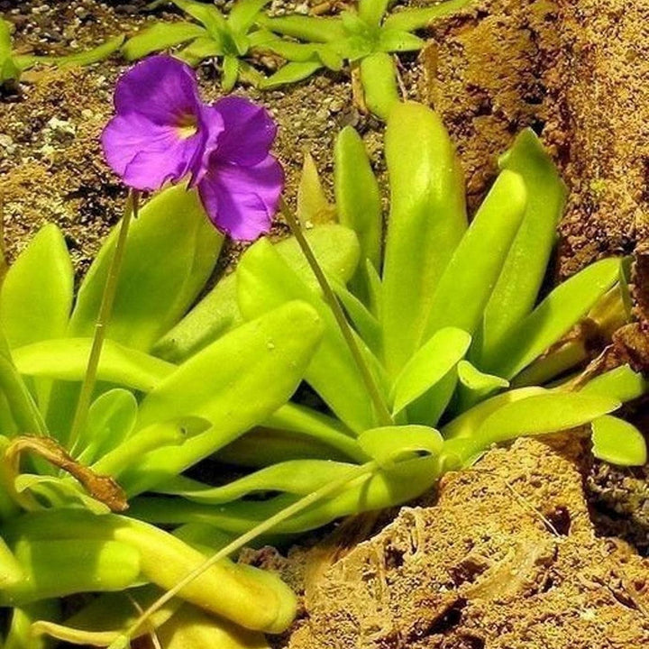 Flower Seeds, Seeds,Seeds For Planting,Plant Seeds