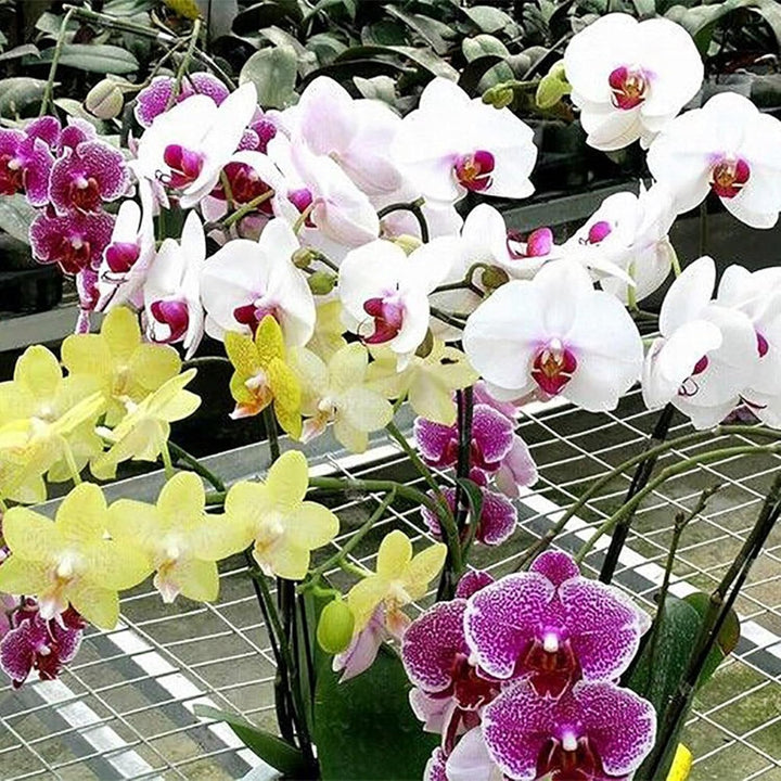 Flower Seeds, Seeds,Seeds For Planting,Plant Seeds