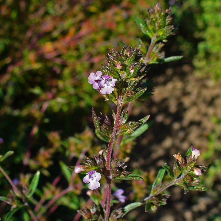 Purple Savory Satureja Flower Seeds for Planting – Heirloom, Non-GMO, High Germination, Organic Garden Seeds
