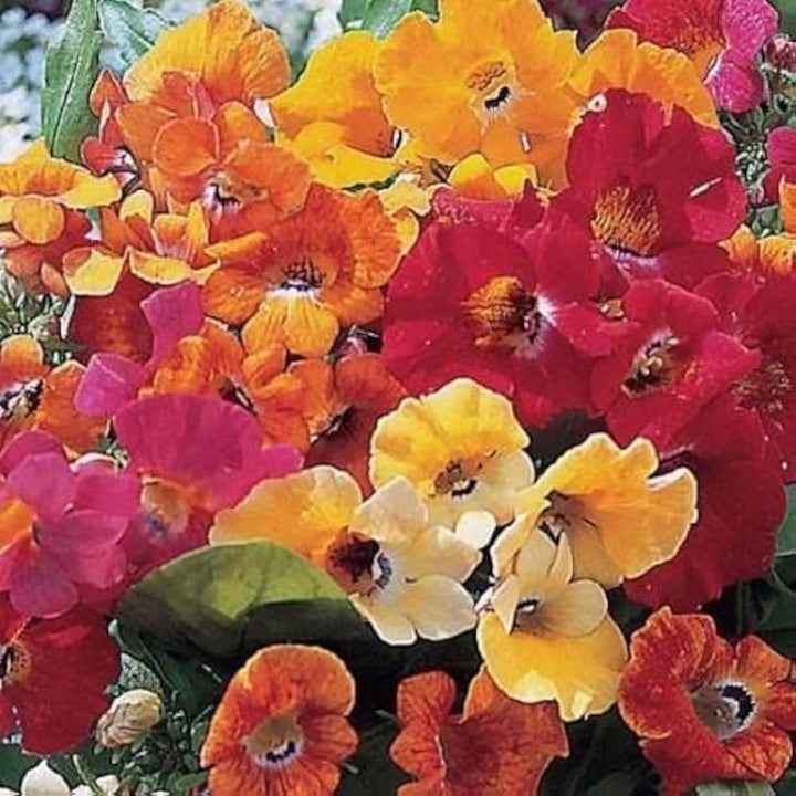 Flower Seeds, Seeds,Seeds For Planting,Plant Seeds