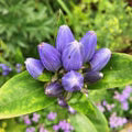 Blue Gentiana Triflora Seeds – Heirloom, Non-GMO, Garden Favorite