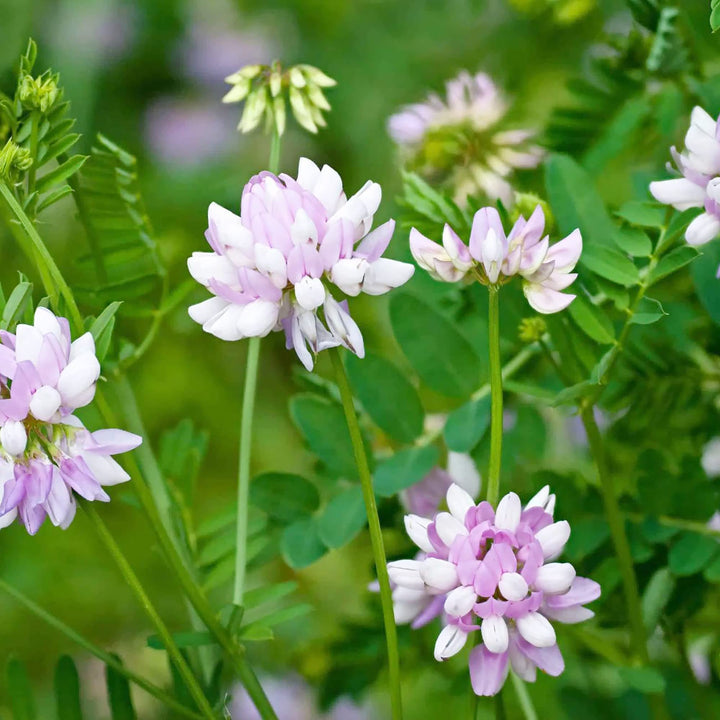 Flower Seeds, Seeds,Seeds For Planting,Plant Seeds