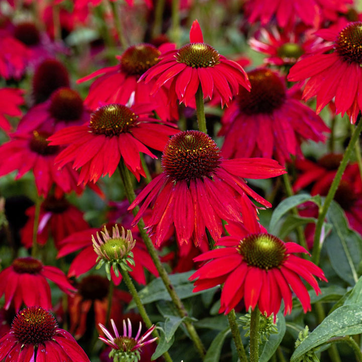 Flower Seeds, Seeds,Seeds For Planting,Plant Seeds