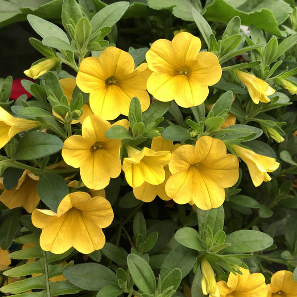 Flower Seeds, Seeds,Seeds For Planting,Plant Seeds