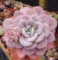 Light Pink Echeveria Laui Flower Seeds for Planting – Heirloom, Non-GMO, High Germination Garden Seeds