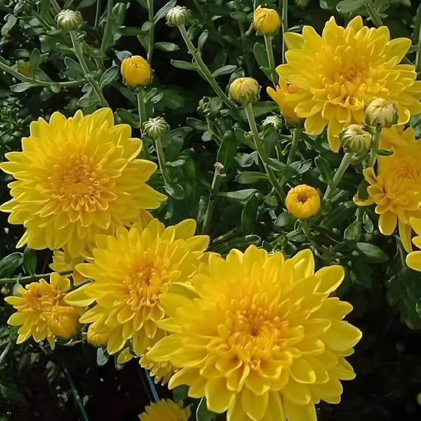 Flower Seeds, Seeds,Seeds For Planting,Plant Seeds