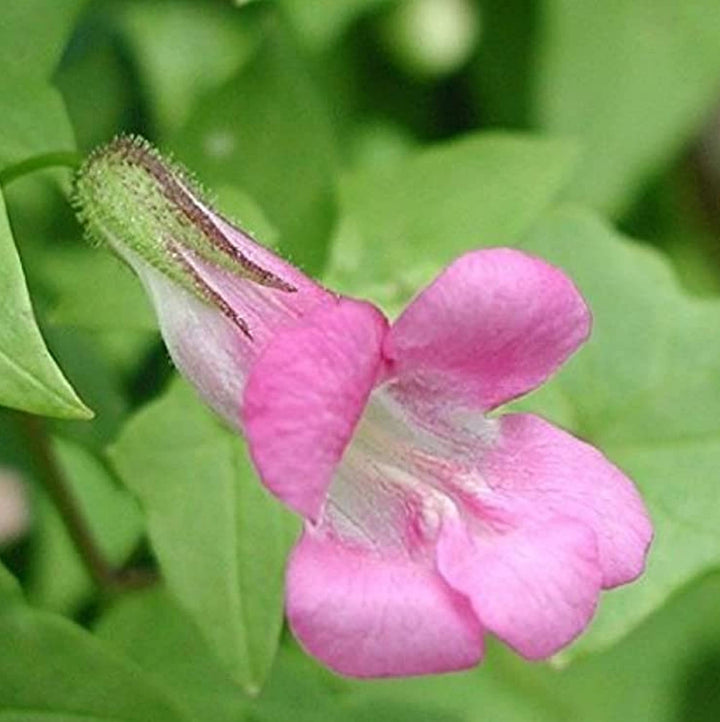 Flower Seeds, Seeds,Seeds For Planting,Plant Seeds