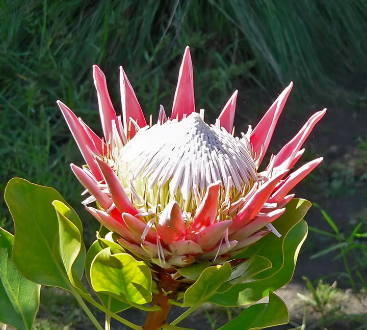 Flower Seeds, Seeds,Seeds For Planting,Plant Seeds