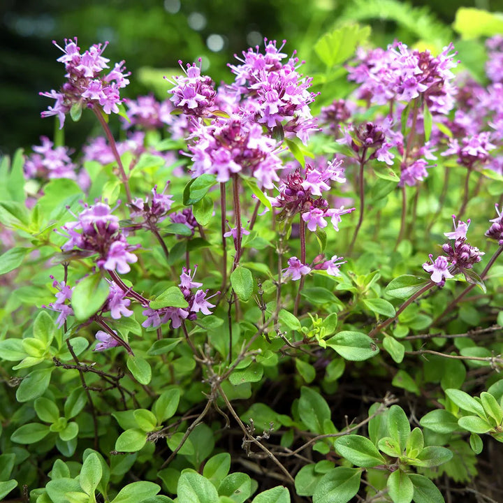 Flower Seeds, Seeds,Seeds For Planting,Plant Seeds