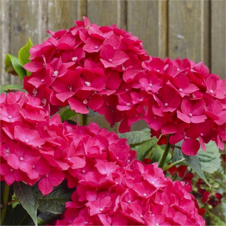 Flower Seeds, Seeds,Seeds For Planting,Plant Seeds