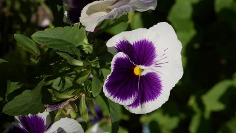 Purple White Pansy Flower Seeds for Planting – Heirloom, Non-GMO, High Germination Organic Garden Seeds