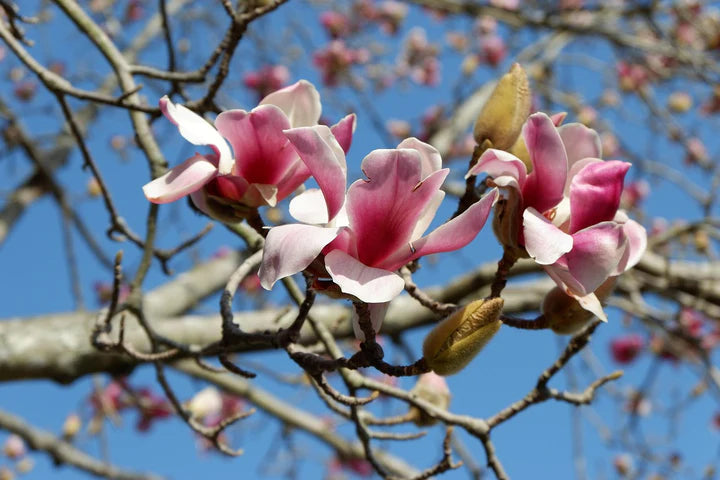 Pink White Yulan Flower Seeds for Planting - Heirloom, Non-GMO, High Germination Organic Garden Seeds