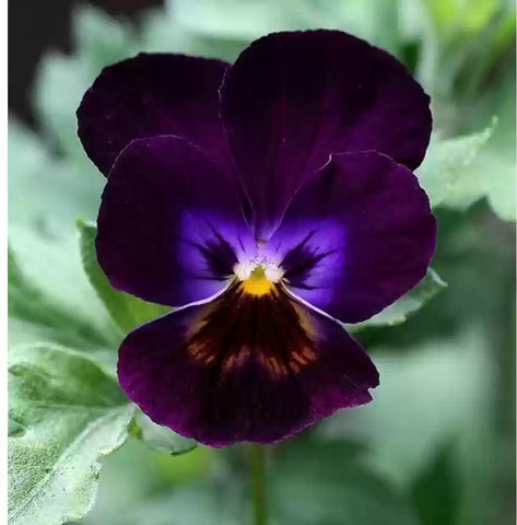 Flower Seeds, Seeds,Seeds For Planting,Plant Seeds