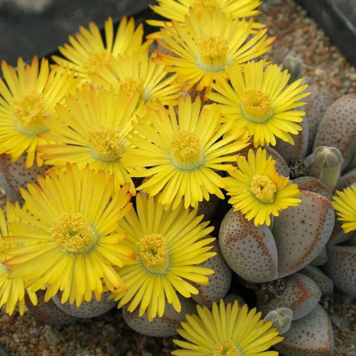 Flower Seeds, Seeds,Seeds For Planting,Plant Seeds