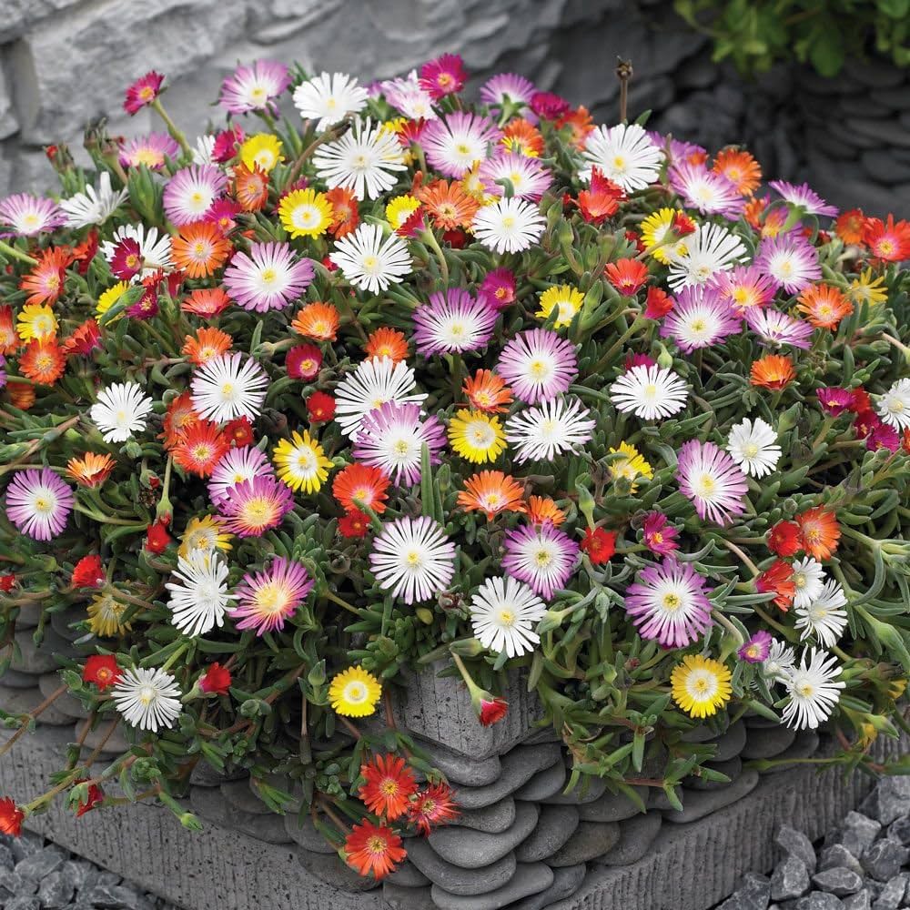 Flower Seeds, Seeds,Seeds For Planting,Plant Seeds