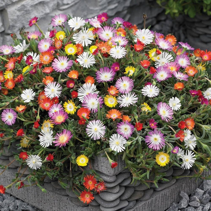 Flower Seeds, Seeds,Seeds For Planting,Plant Seeds