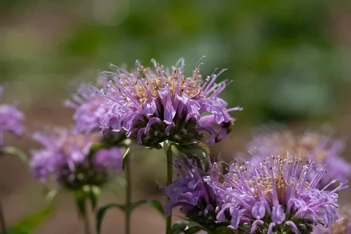 Purple Monarda Flower Seeds for Planting – Heirloom, Non-GMO, High Germination Organic Garden Seeds