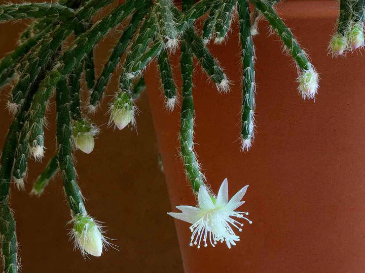 White Pilocarpa Flower Seeds for Planting – Long Bloom Season, Heirloom, Non-GMO, High Germination Organic Garden Seeds