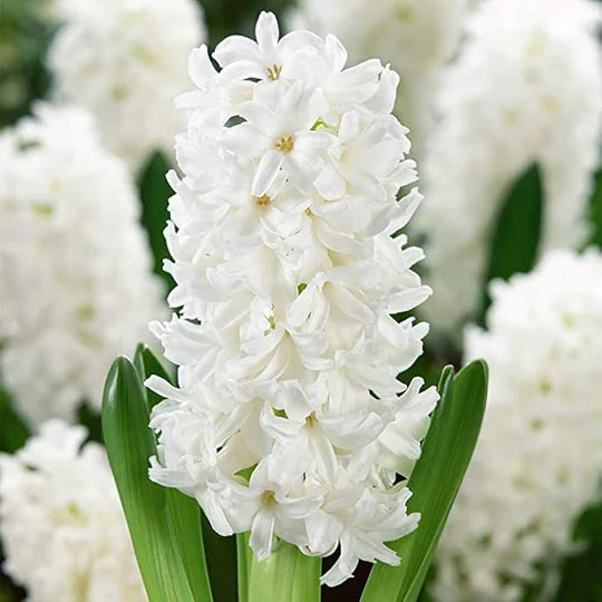 White Hyacinthus Orientalis Flower Seeds for Planting – Heirloom, Non-GMO, High Germination Garden Seeds