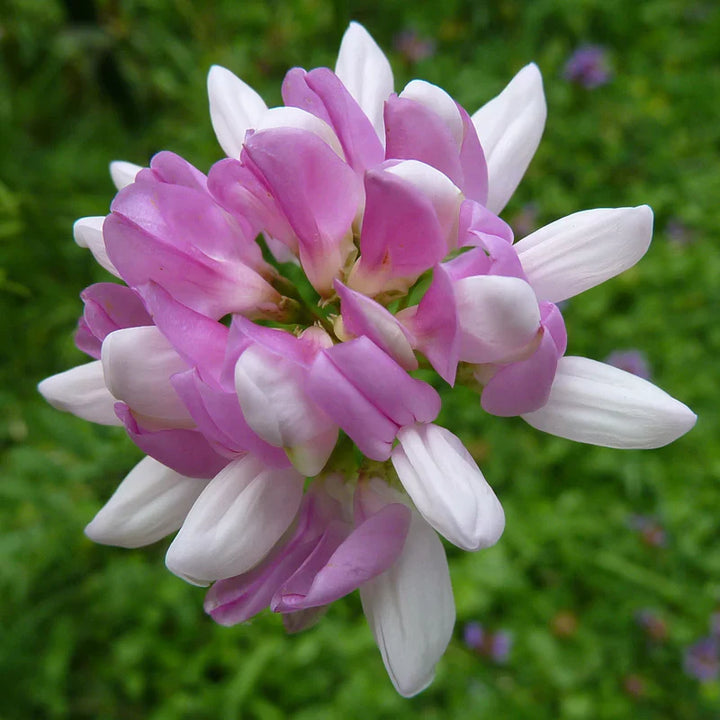 Flower Seeds, Seeds,Seeds For Planting,Plant Seeds