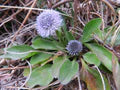 Globularia Flower Seeds for Planting – Heirloom, Non-GMO, Sun-Loving Garden Seeds