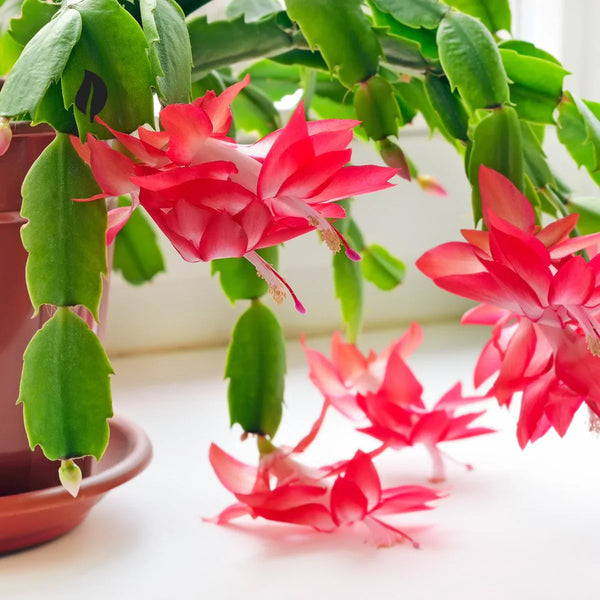 Flower Seeds, Seeds,Seeds For Planting,Plant Seeds