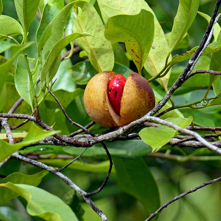Nutmeg Myristica fruit seeds for planting – Heirloom & Non-GMO garden seeds, aromatic spicy seasonal variety