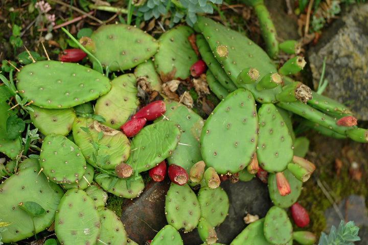 Opuntia Humifusa plant seeds for planting - Heirloom & Non-GMO Garden seeds