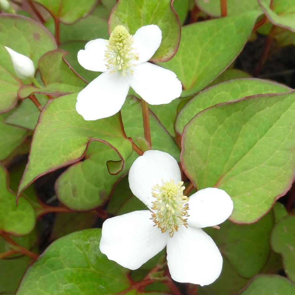 Flower Seeds, Seeds,Seeds For Planting,Plant Seeds