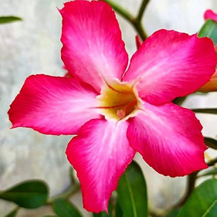 Flower Seeds, Seeds,Seeds For Planting,Plant Seeds