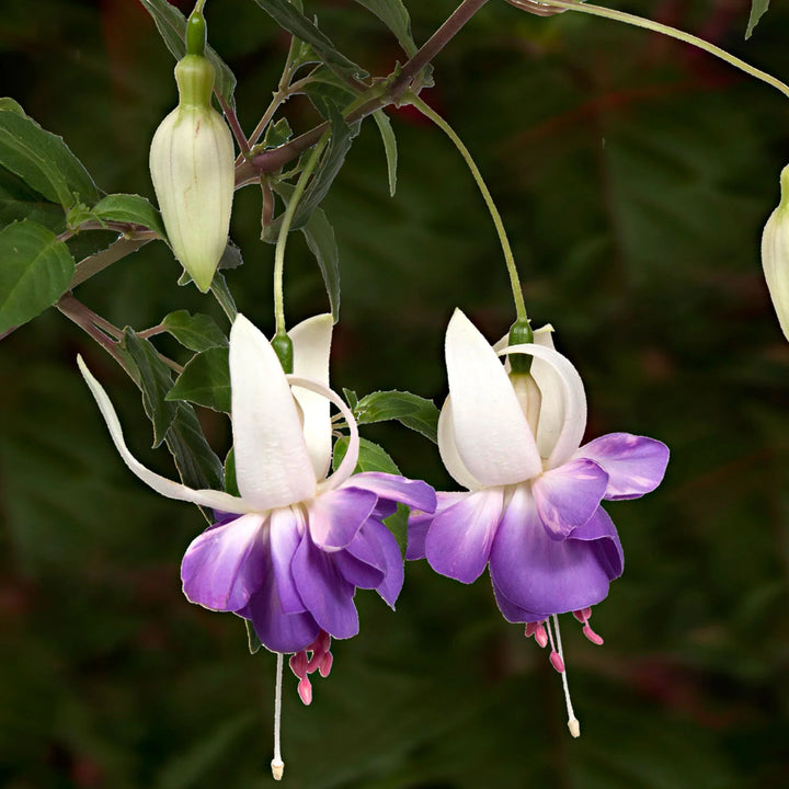 Flower Seeds, Seeds,Seeds For Planting,Plant Seeds
