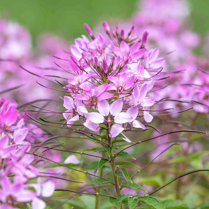 Flower Seeds, Seeds,Seeds For Planting,Plant Seeds