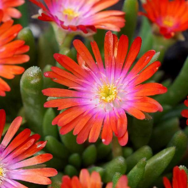 Flower Seeds, Seeds,Seeds For Planting,Plant Seeds