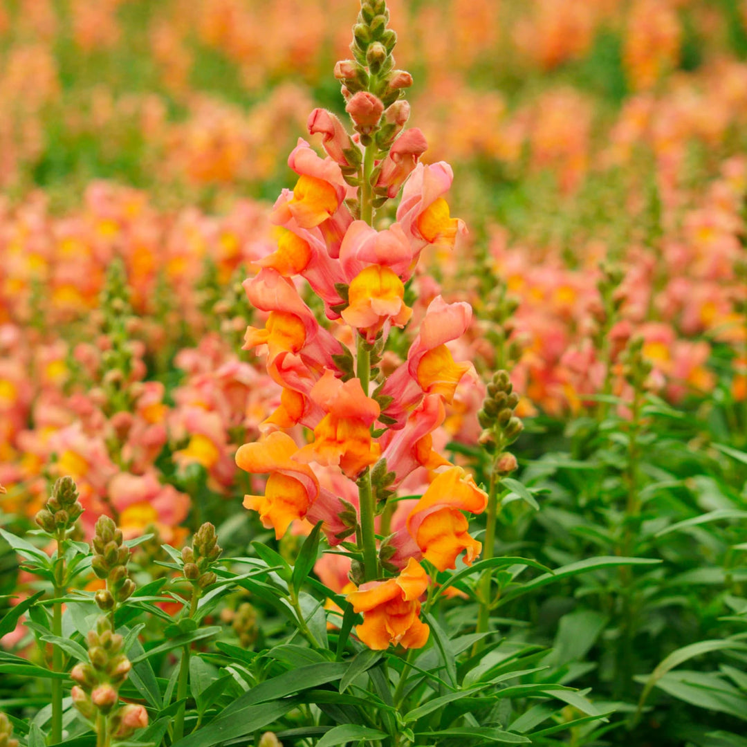 Orange Snapdragon Flower Seeds for Planting – Heirloom, Non-GMO, High Germination, Organic Garden Seeds
