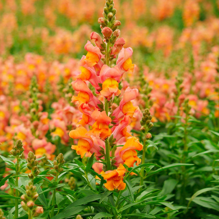 Orange Snapdragon Flower Seeds for Planting – Heirloom, Non-GMO, High Germination, Organic Garden Seeds