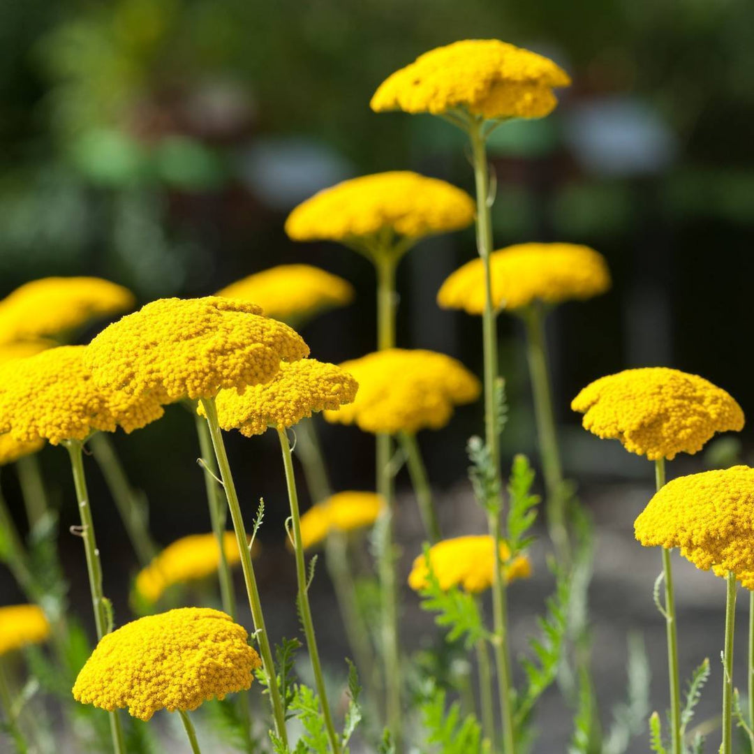 Flower Seeds, Seeds,Seeds For Planting,Plant Seeds