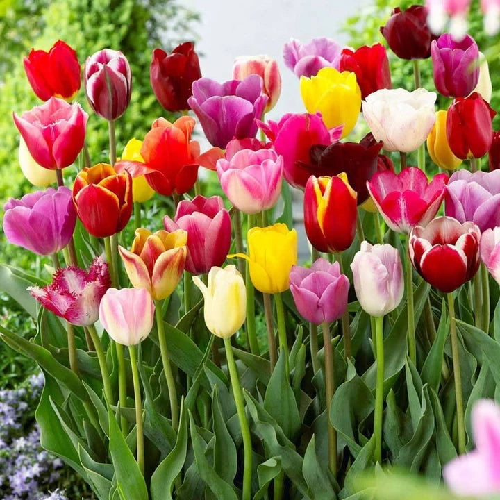 Tulip Flower Seeds – Heirloom Non-GMO Colorful Garden Seeds for Planting