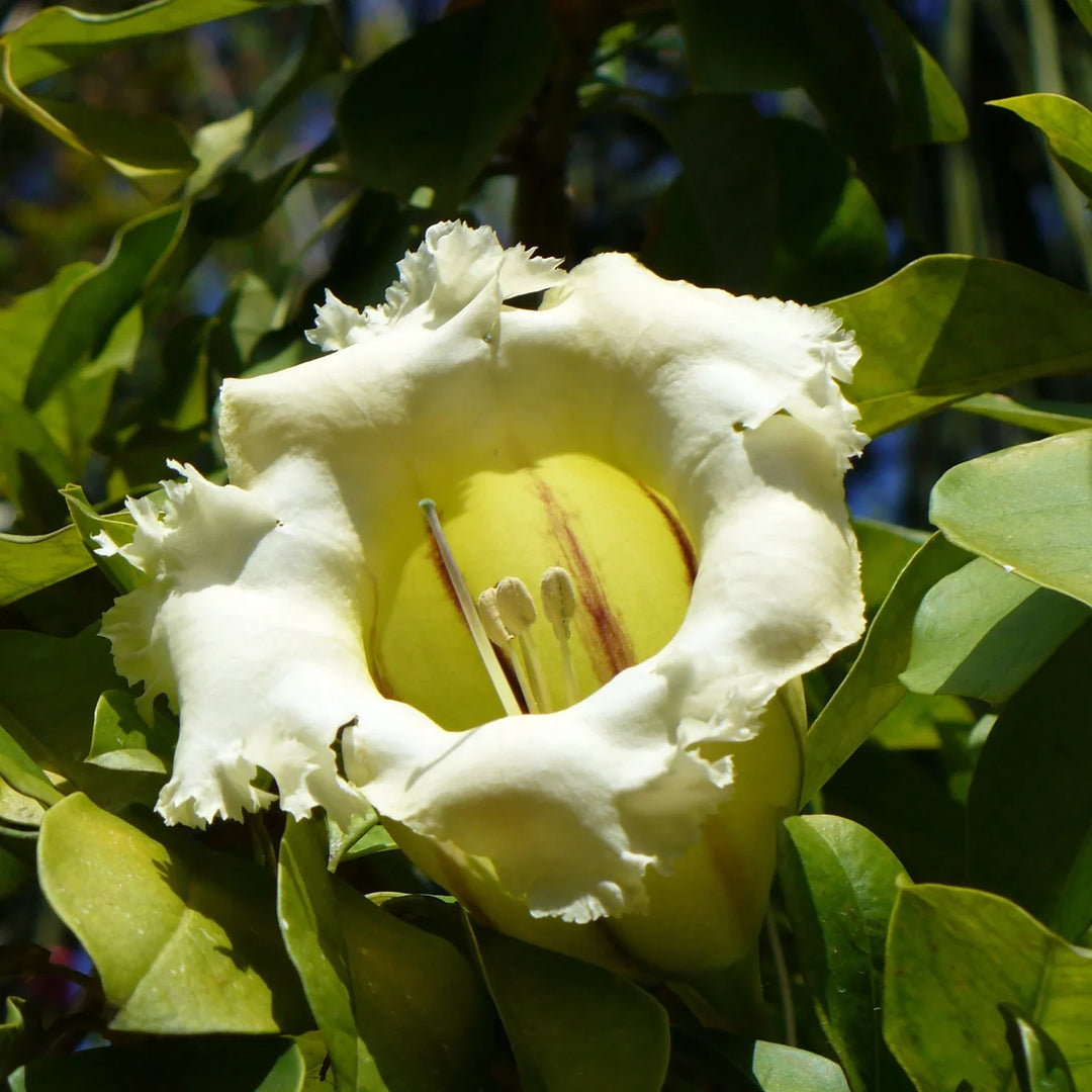 flower seeds that get you high Solandra Grandiflora Flower Seeds – Heirloom, Non-GMO, High Germinatio – Earthechoseeds